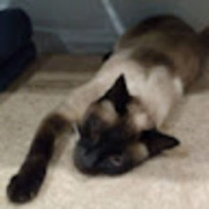 Meet your Posher, Nora